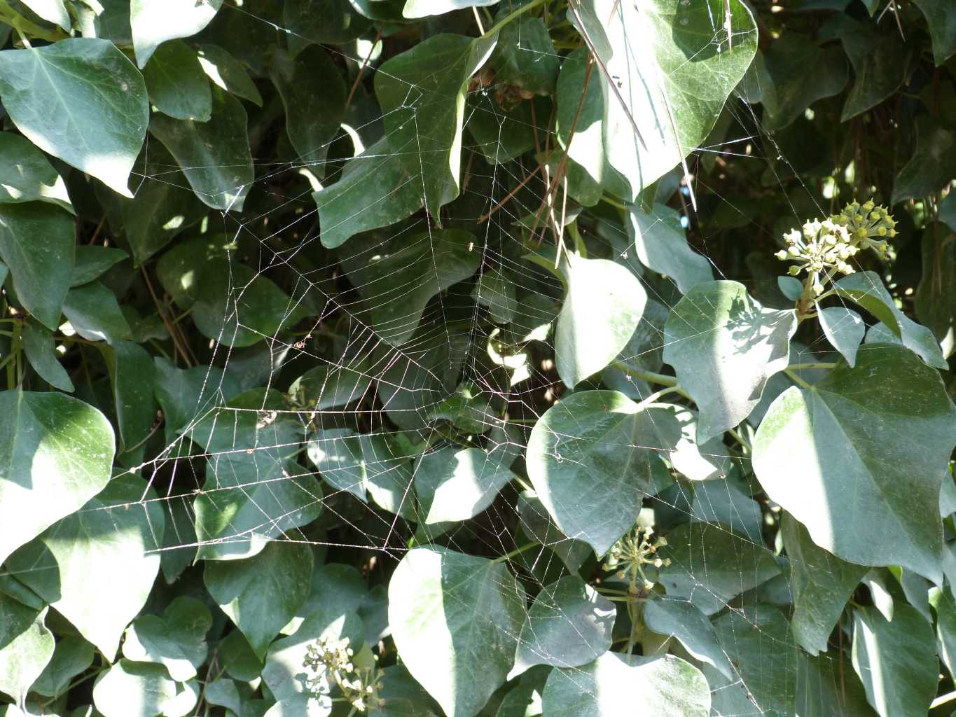 Araneus diadematus - Ostia (RM)